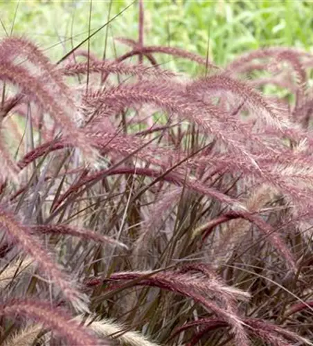 Federborstengras 'Rubrum'