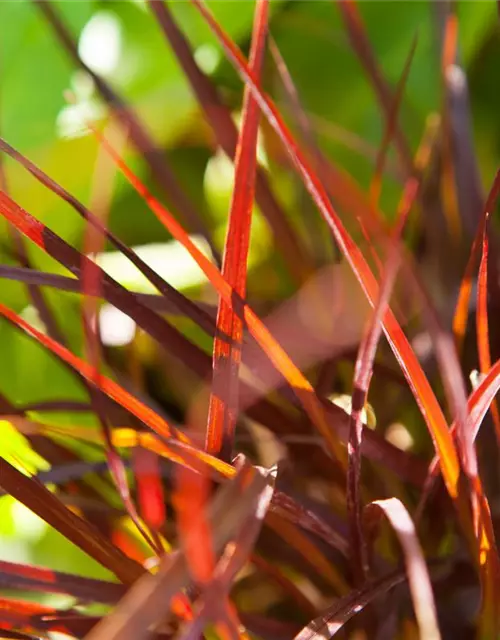 Federborstengras 'Rubrum'