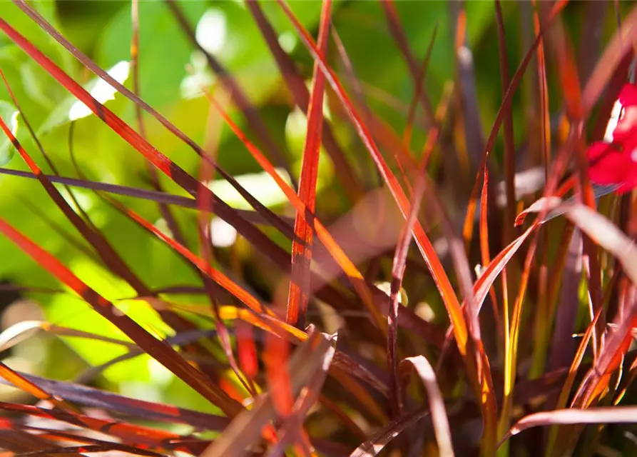 Federborstengras 'Rubrum'