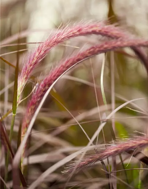 Federborstengras 'Rubrum'