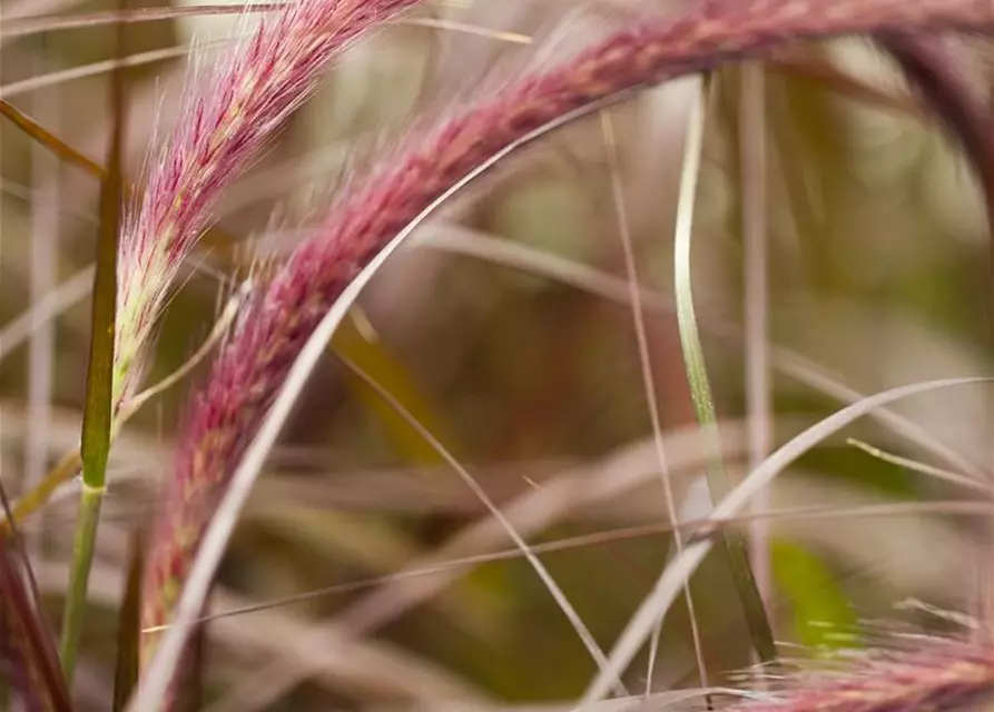 Federborstengras 'Rubrum'