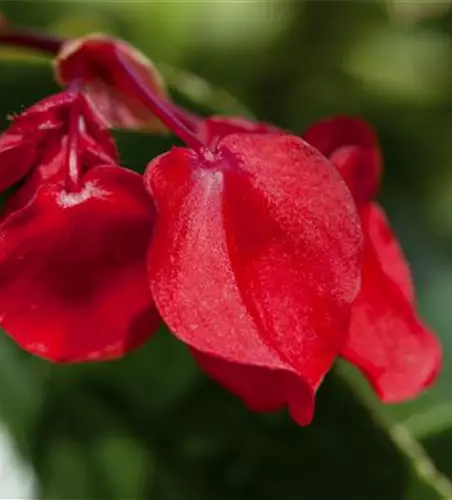 Drachenflügelbegonie 'Dragon Wing Red'