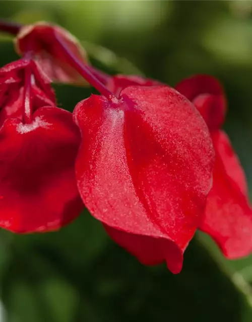 Drachenflügelbegonie 'Dragon Wing Red'