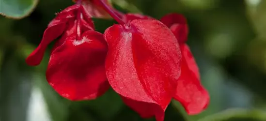 Drachenflügelbegonie 'Dragon Wing Red'