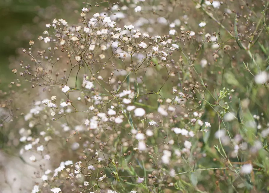 Garten-Schleierkraut