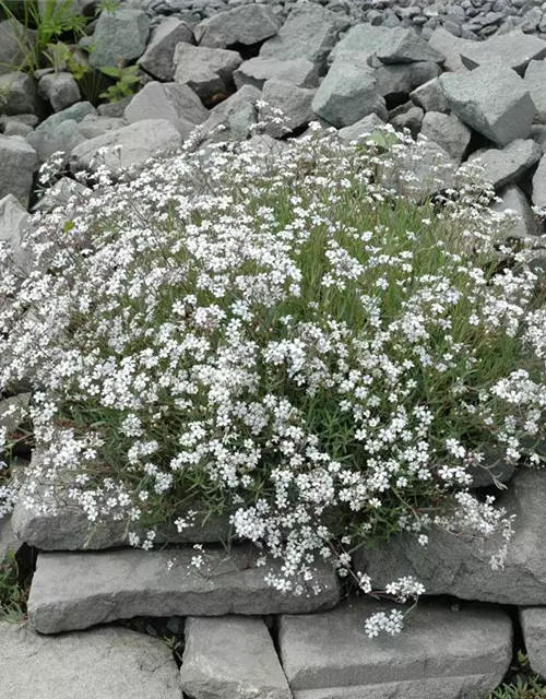 Garten-Schleierkraut