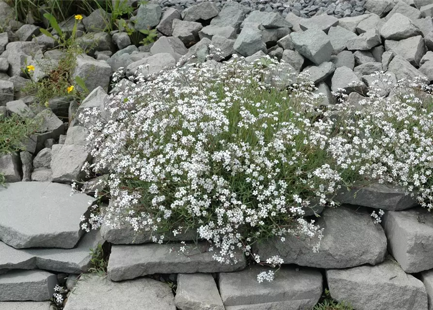 Garten-Schleierkraut