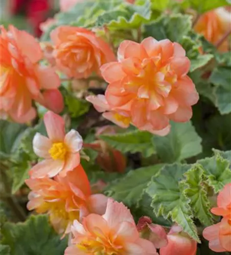 Girlanden-Begonie 'Illumination® Apricot'