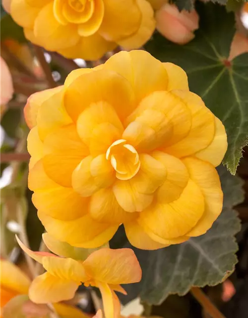 Girlanden-Begonie 'Illumination® Apricot'