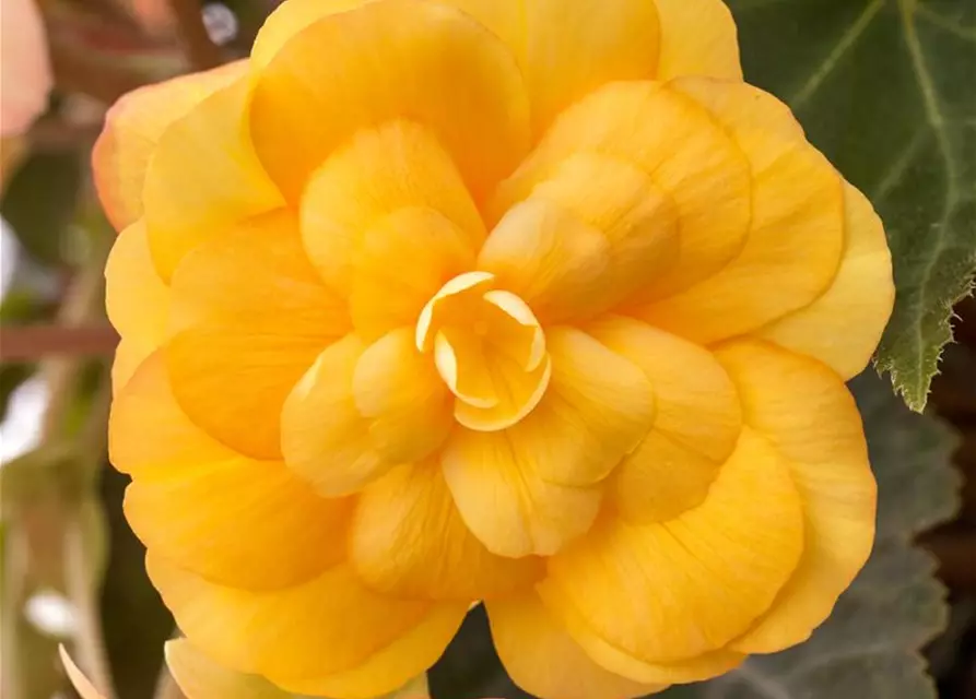 Girlanden-Begonie 'Illumination® Apricot'