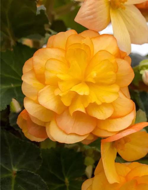 Girlanden-Begonie 'Illumination® Apricot'