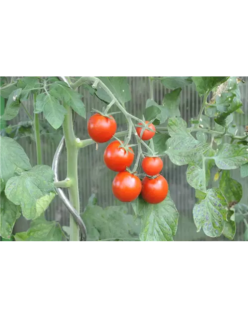 Tomate 'Picolino'