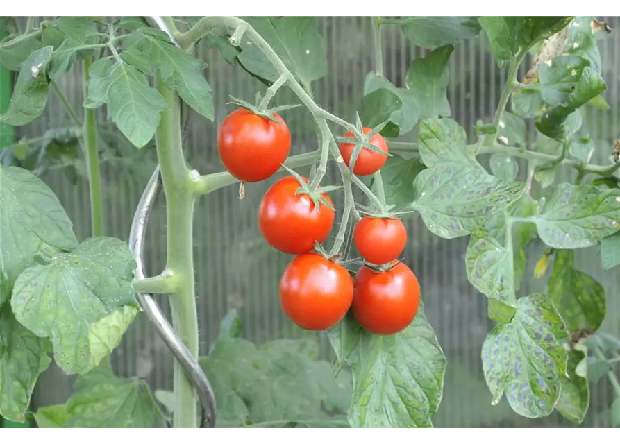 Tomate 'Picolino'