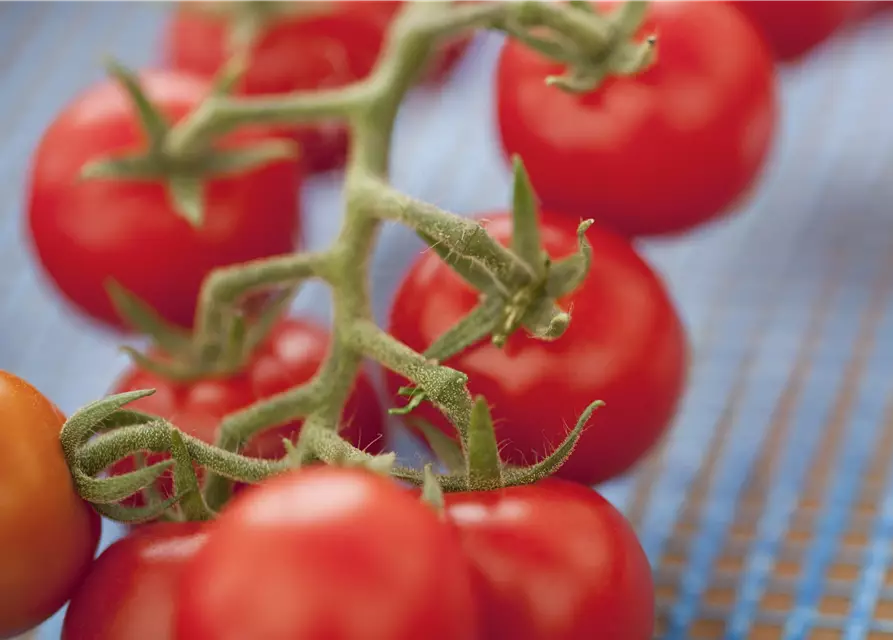 Tomate 'Philovita F1'