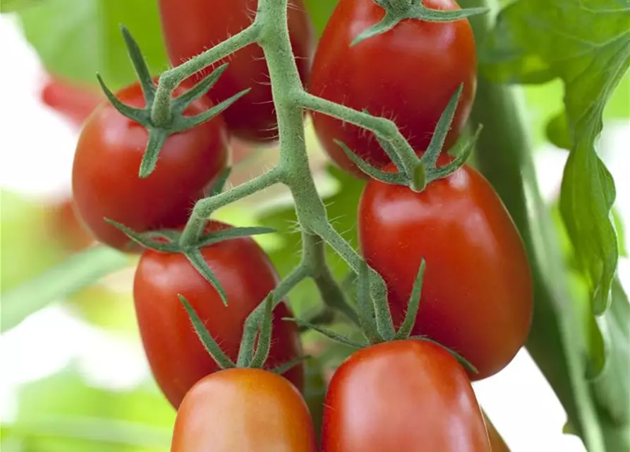 Roma-Tomate 'Bolstar Sensatica'