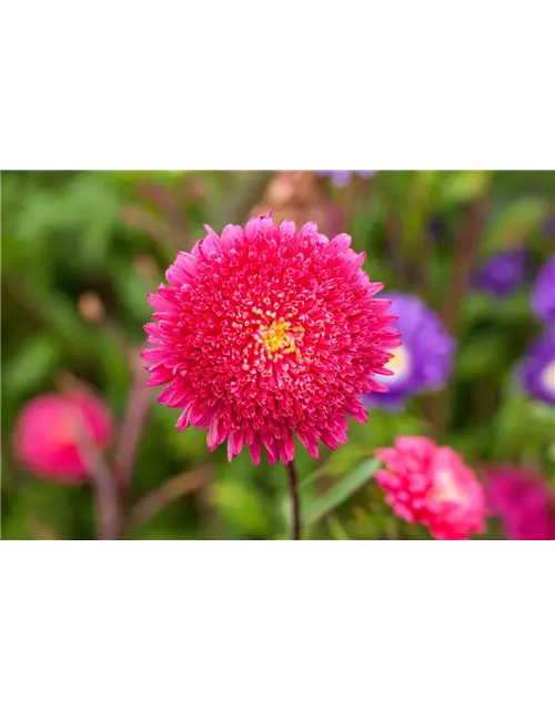 Pompom-Aster 'Gartenstolz'