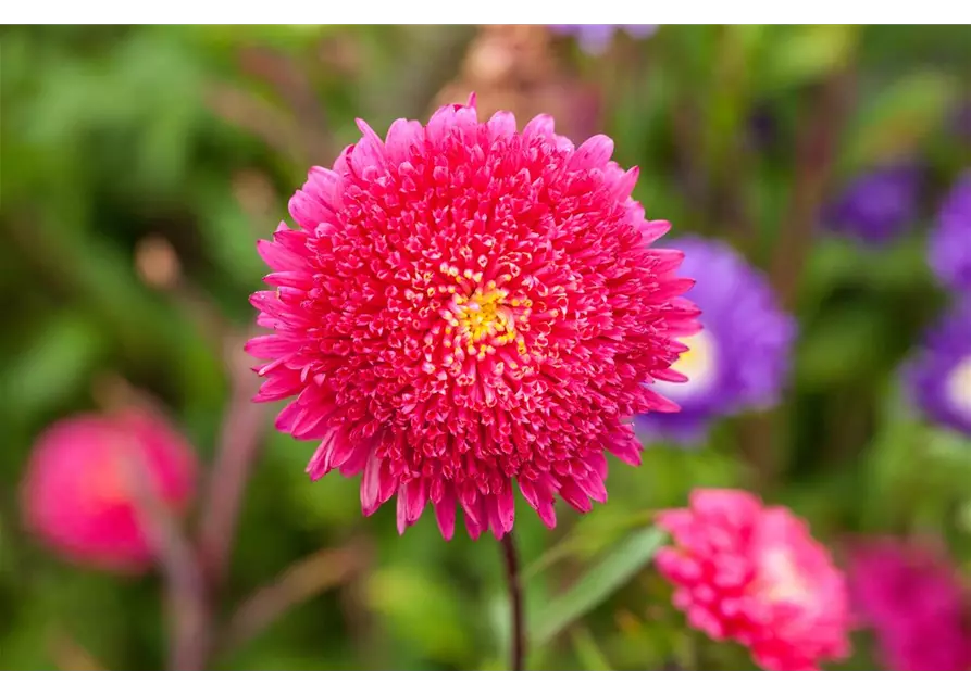 Pompom-Aster 'Gartenstolz'