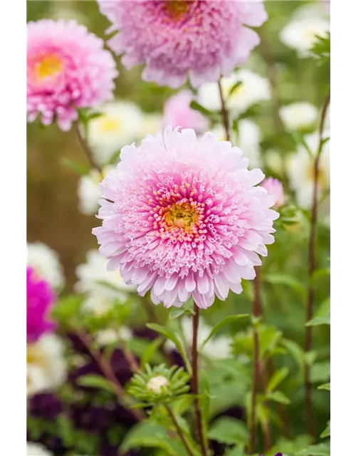 Pompom-Aster 'Gartenstolz'