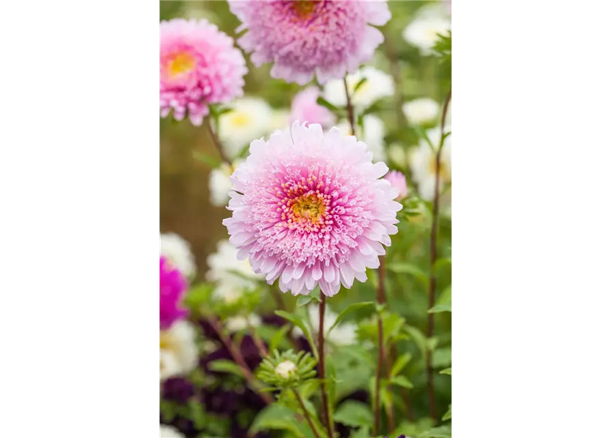 Pompom-Aster 'Gartenstolz'