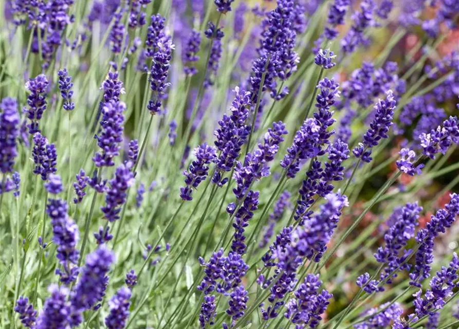 Echter Lavendel 'Scents of Summer'®