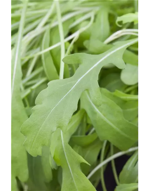 Rucola