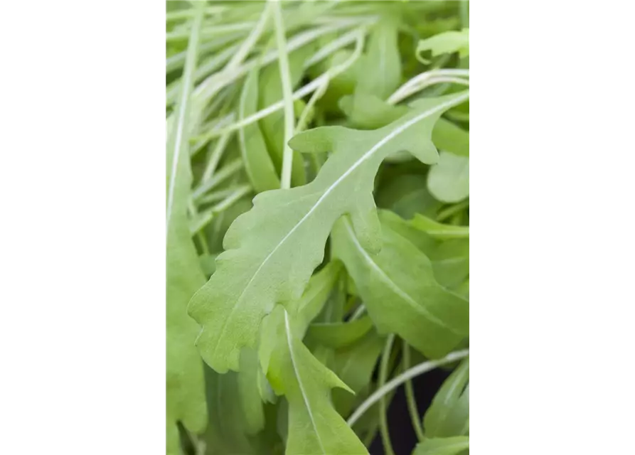 Rucola