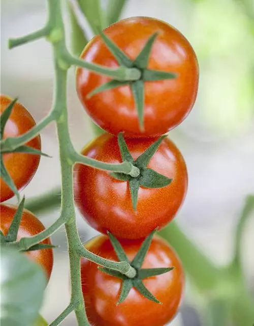 Tomate 'Bolstar Gimli'