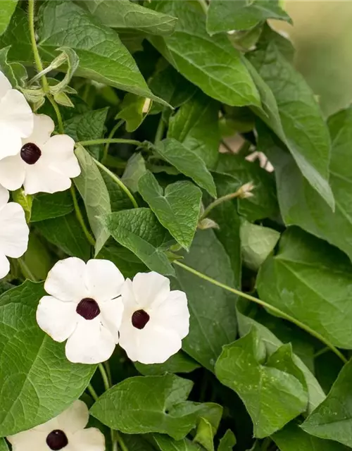 Schwarzäugige Susanne 'Sunny Susy® White Halo'(s)