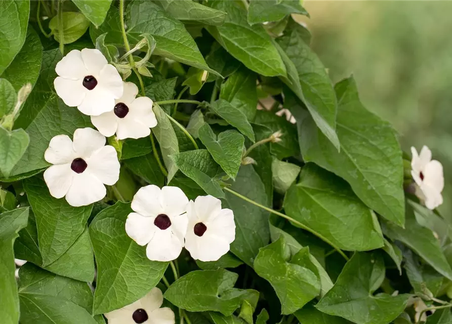 Schwarzäugige Susanne 'Sunny Susy® White Halo'(s)