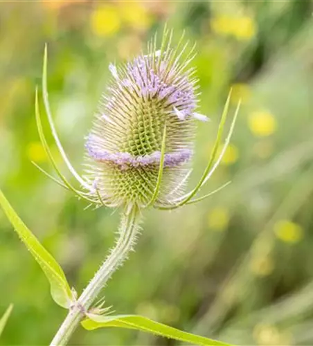 Wilde Karde 'Teasel'