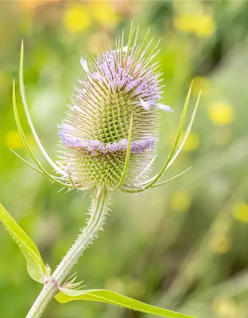 Wilde Karde 'Teasel'