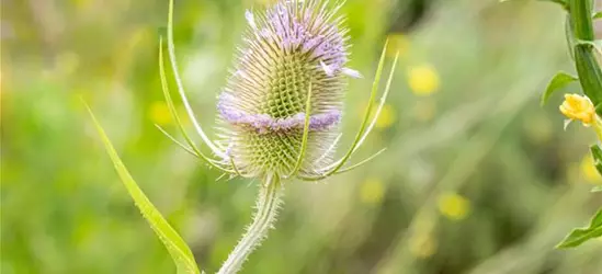 Wilde Karde 'Teasel'