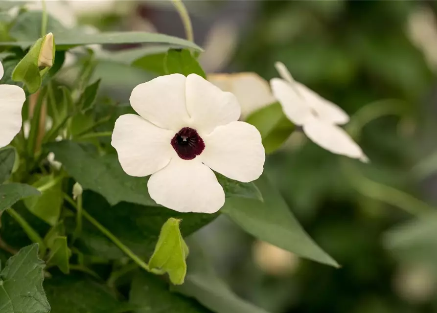 Schwarzäugige Susanne 'Sunny Susy® White Halo'(s)