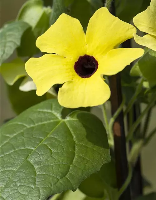 Schwarzäugige Susanne 'Sunny Susy® Yellow Dark Eye'