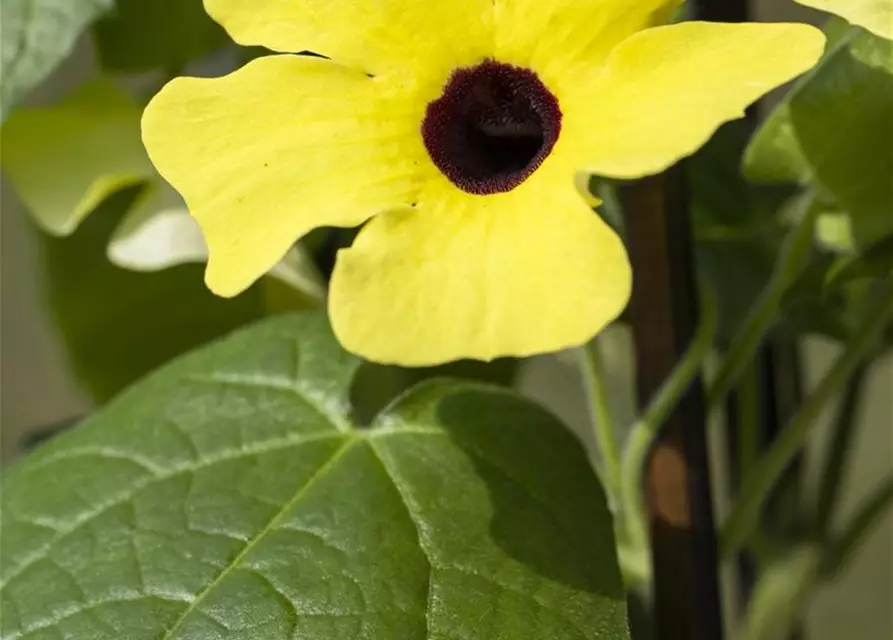 Schwarzäugige Susanne 'Sunny Susy® Yellow Dark Eye'