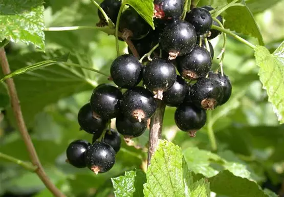 Ribes nigrum 'Titania'(s)