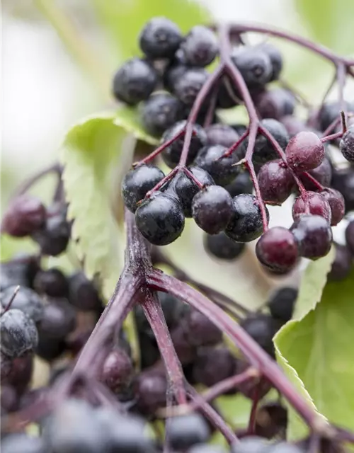 Sambucus nigra 'Haschberg'