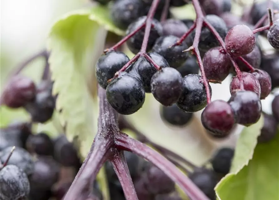 Sambucus nigra 'Haschberg'