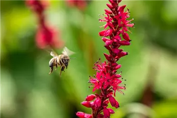 Bienenfreundliche Stauden - Leckere Snacks im Garten