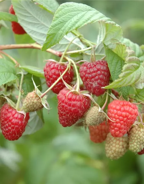 Rubus idaeus 'Summer Chef'® Fruchtbengel