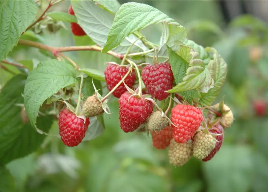 Rubus idaeus 'Summer Chef'® Fruchtbengel