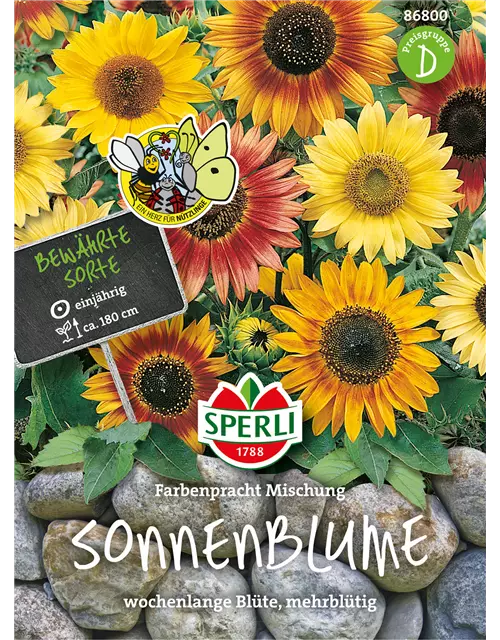 Sonnenblume