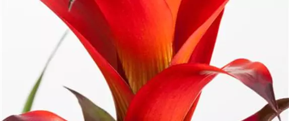 Bromelien, eine Leidenschaft für sich 