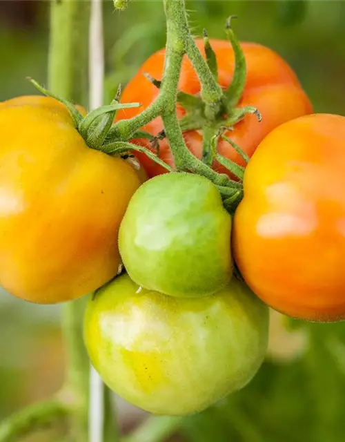 Tomate 'Marmande'