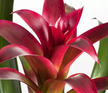 Bromelien, eine Leidenschaft für sich 