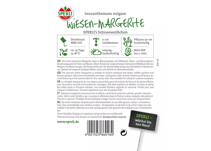 Garten-Margerite 'Schneeweißchen'