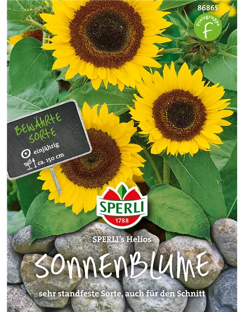 Sonnenblume 'Helios'