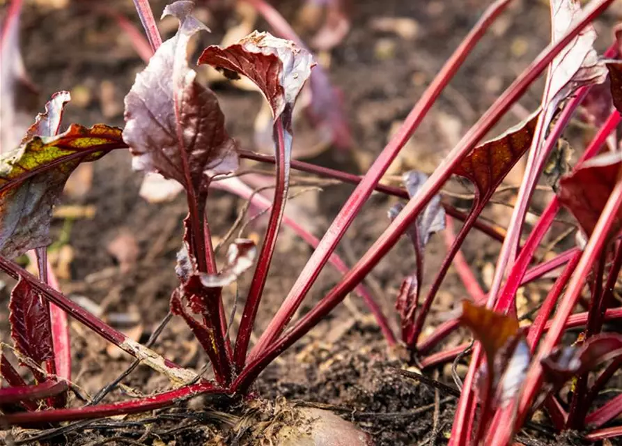 Rote Beete