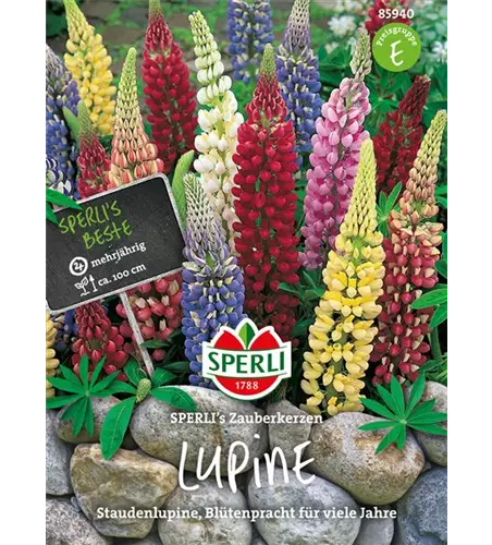 Garten-Lupine 'Zauberkerze'