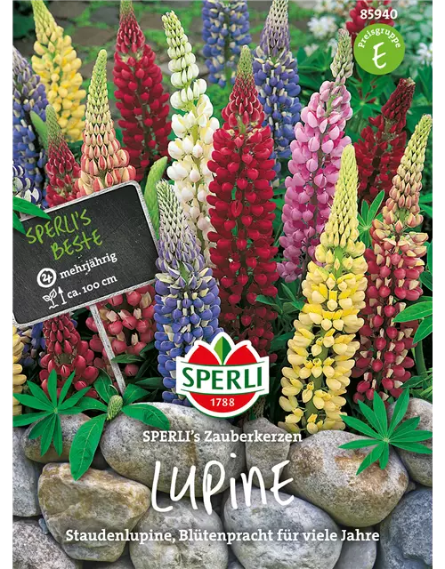 Garten-Lupine 'Zauberkerze'